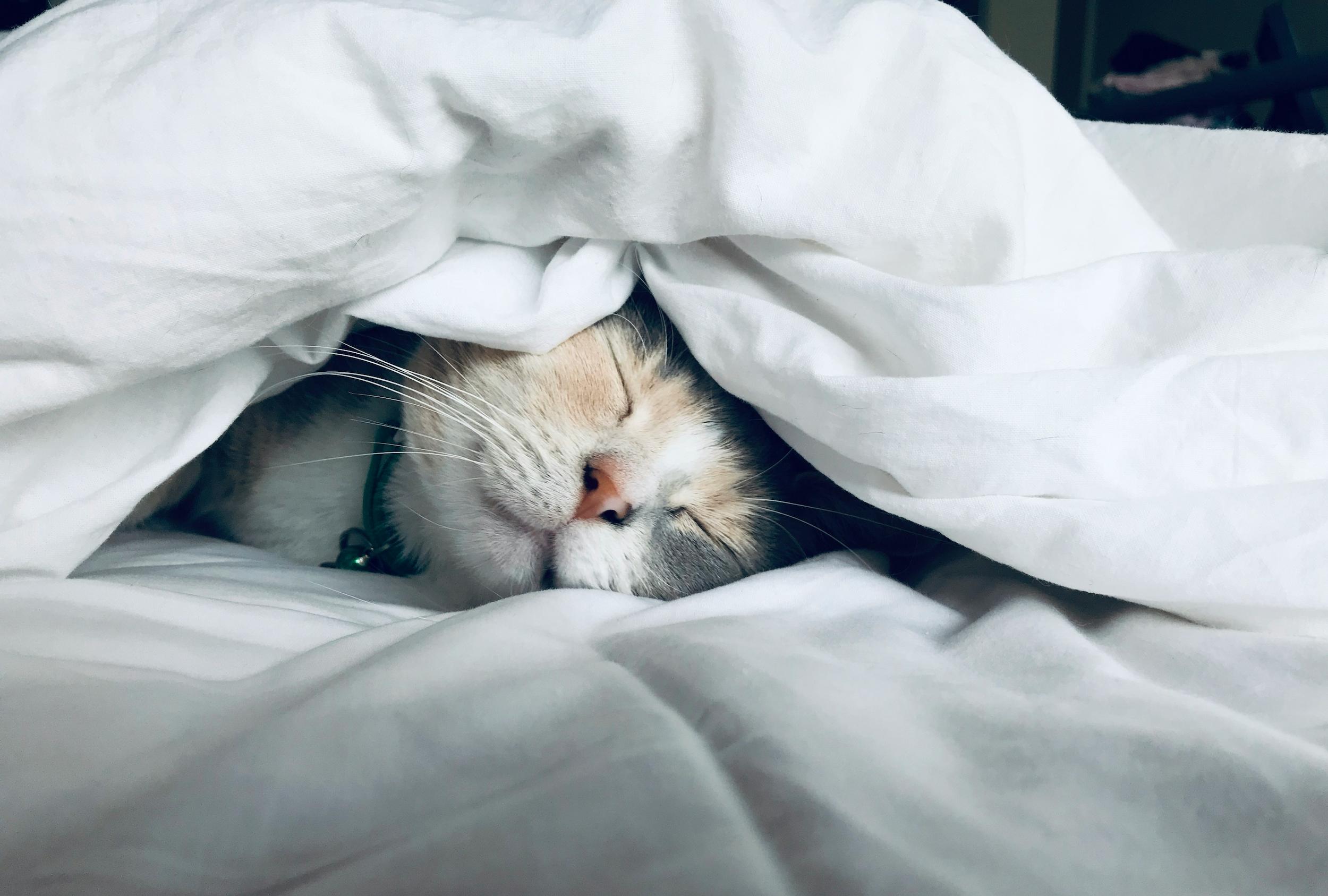 Person sleeping peacefully in a dark, comfortable room representing healthy sleep for gut health
